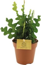 Cactus – Koraalcactus (Epiphyllum Anguliger) – Hoogte: 30 cm – van Botanicly