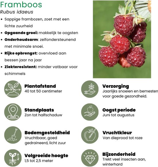 Close-up van rijpe, dieprode tot roze frambozen aan een tak. Rechts de titel 'FRAMBOOS' en informatie over de plant.
