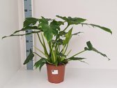 Klimplant – Philodendron (Philodendron Lacerum) – Hoogte: 60 cm – van Botanicly