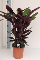 Calathea – Marantaceae (Calathea Rufibarba) – Hoogte: 70 cm – van Botanicly