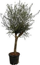 Fruitboom – Olijfboom (Olea Lorc) – Hoogte: 220 cm – van Botanicly