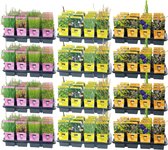 vdvelde.com - Waterplanten Mix Pot 9 cm - 96 stuks - 96 planten - Plaatsing: -1 tot -20 cm - 9cm Potten