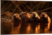 Acrylglas - Water - Dieren - Bevers - 105x70 cm Foto op Acrylglas (Wanddecoratie op Acrylaat)