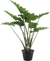 Trendyplants - Alocasia Portodora - Olifantsoor - Kamerplant - Hoogte 130-150 cm - Potmaat Ø35cm
