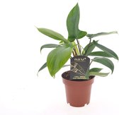 Groene plant – Philodendron (Philodendron Florida Green) – Hoogte: 25 cm – van Botanicly