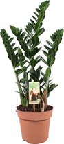 ZZ plant – Zamioculcas (Zamioculcas) – Hoogte: 80 cm – van Botanicly