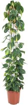 Hangplant – Philodendron (Philodendron Scandens Brasil) met bloempot – Hoogte: 160 cm – van Botanicly