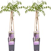 2x - Blauwe Regen, Kleur Lavendel Blauw/Paars, Klimplant, Wisteria floribunda 'Naga Noda' - ↨65cm - Ø15