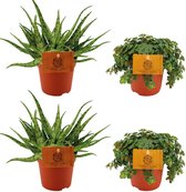 Plantenboetiek.nl | 2x Aloe Spider + 2x Sedum Tornado | 4 stuks - Ø10,5cm - 10cm hoog - Kamerplant - Groenblijvend - Multideal - Cactus & Vetplanten