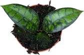 Plantenboetiek.nl | Hoya Black Cat - Ø10,5cm - 15cm hoog - Kamerplant - Groenblijvend