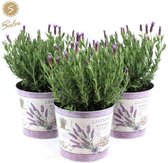 1 x Lavendel, Vlinderlavendel, Balkonplanten, Kleur Lila/paars, Lavandula St. Anouk ® Collection In Zinc Lavender - Ø21cm - 45cm