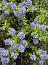 Ceanothus 'Blue Mound' - Amerikaanse Sering, Sikkelbloem 25 - 30 cm in pot