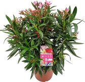 Nerium Oleander - Tricolor- 3 kleuren - Pot ⌀ 30cm - Hoogte 80-100cm
