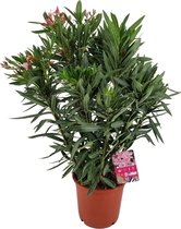 Nerium Oleander XL - Oleander Roze - Roze bloemen - Pot ⌀ 26cm - Hoogte 70-80cm