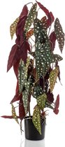 Emerald Kunstplant in pot stippenbegonia 75 cm