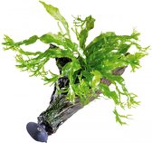 Aquafleur Zweef Hout met Microsorum Windelov | Javavaren | Extra Small Waterplant