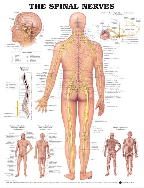 Spinal Nerves Anatomical Chart - cover