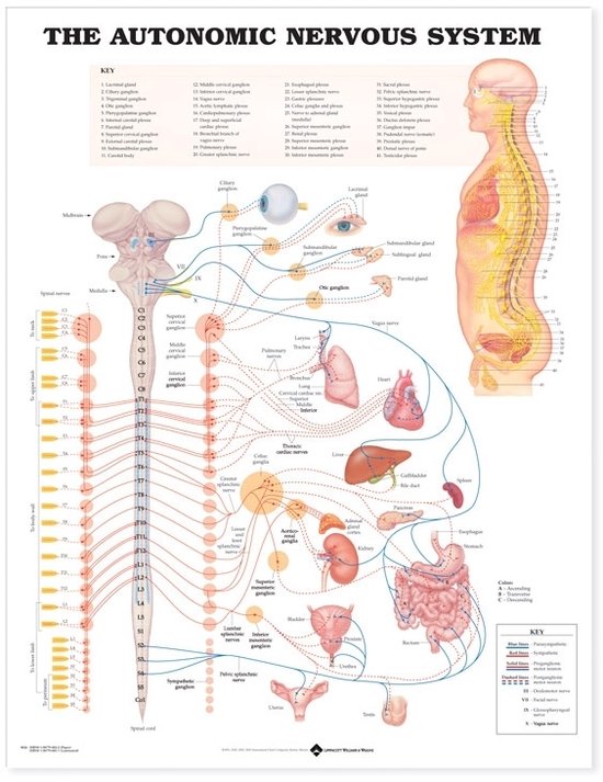 Autonomic Nervous System Anatomical Chart - cover