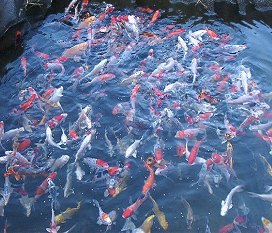 Coppens Koivoer Top Koi 6 mm 15 kg- visvoer - vissenvoer - vijvervoer - kleurvoer - korrels - voer - drijvend - koikarper - goudvis - all roud mix -muti Color