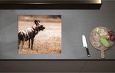 Inductieplaat Beschermer - Bont Gekleurde Hyeana in Droog Afrikaans Landschap - 57x51 cm - 2 mm Dik - Inductie Beschermer - Bescherming Inductiekookplaat - Kookplaat Beschermer van Wit Vinyl