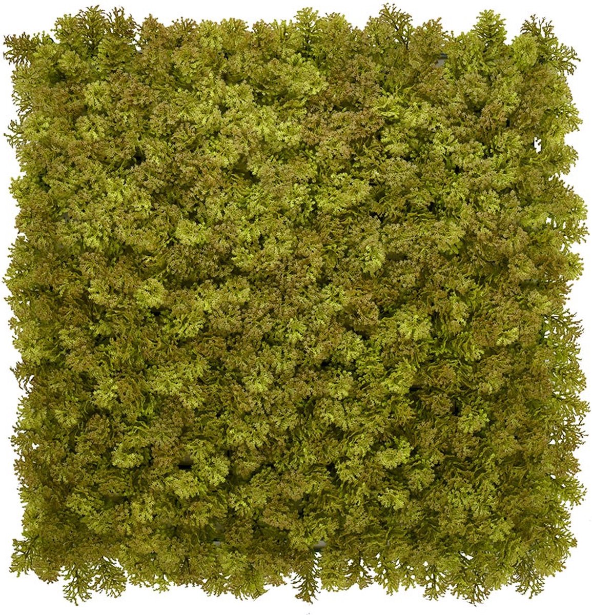 ZG Moss Kathy – 100 x 100 cm - Kunstklimop - Wandpaneel - Balkonscherm
