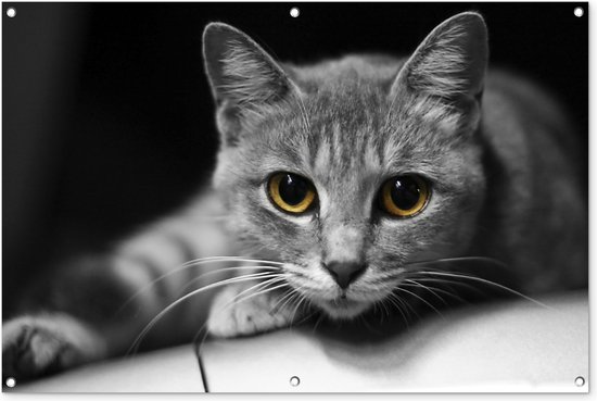 Affiche jardin - Toile Posters de jardin extérieur - Chat - Animal - Macro - 120x80 cm - Jardin