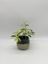 Schefflera Madame De Smet - Leuke mini baby kamerplant geel groene bladeren