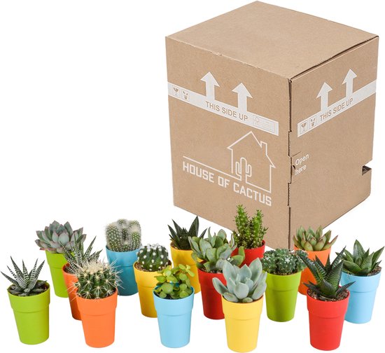 Megamix 15 pièces - Cactus et succulentes 5,5 cm en pot mexicain