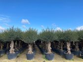 Sunny Tree Olijfboom Olea Europea - Winterharde Groenblijvende Olijfboom op Stam - 240 cm Incl. Pot - 60 jaar Oud - Vruchtdragend - Bonsaiwinterhard tot -18