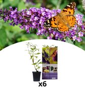 NatureNest - Arbre à papillons - Mélange Buddleja - 6 pièces - 30-38 cm