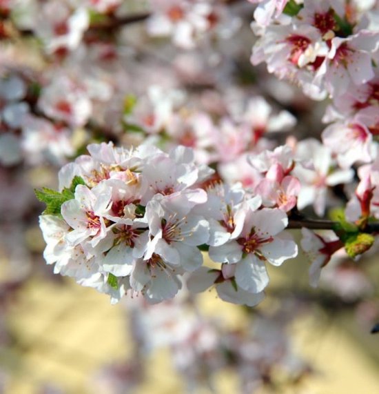 Prunus a. 'Kordia' zoete kers - Tuincentrum Heerdink Prunus a. 'Kordia' zoete kers - Tuincentrum Heerdink