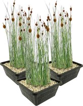vdvelde.com - Dwerglisdodde - 12 stuks - Typha Minima - Moerasplant - Volgroeide hoogte: 60 cm - Plaatsing: -1 tot -10 cm