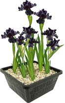 vdvelde.com - Zwarte Lis - 4 stuks - Iris Louisiana Black Gamecock - Moerasplant - Volgroeide hoogte: 80 cm - Plaatsing: -1 tot -10 cm