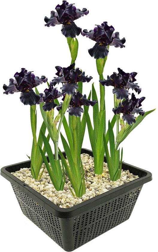 vdvelde.com - Zwarte Lis - 4 stuks - 1 Vijvermand - Iris Louisiana Black Gamecock - Moerasplant - Volgroeide hoogte: 80 cm - Plaatsing: -1 tot -10 cm