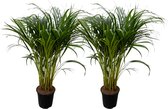 Trendyplants - Areca palm - 2 stuks - Goudpalm - Kamerplant - Hoogte 70-90 cm - Potmaat Ø17cm