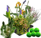 vdvelde.com - Drijvend Planteneiland + Zuurstofplanten tegen Algen - Drijvende waterplant - Volgroeide hoogte: 80 cm - Plaatsing: los in het water