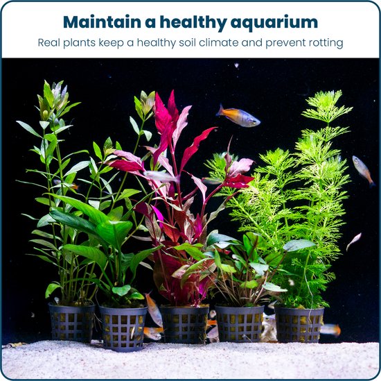 Moerings waterplanten Hygrophila pinnatifida - op drijfhout - aquarium Moerings waterplanten Hygrophila pinnatifida - op drijfhout - aquarium