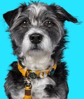 DWAM Dog with a Mission Halsband hond – Hondenhalsband – Geel – Leer – XXS – Halsomvang tussen 19-24 cm – New York Yankee