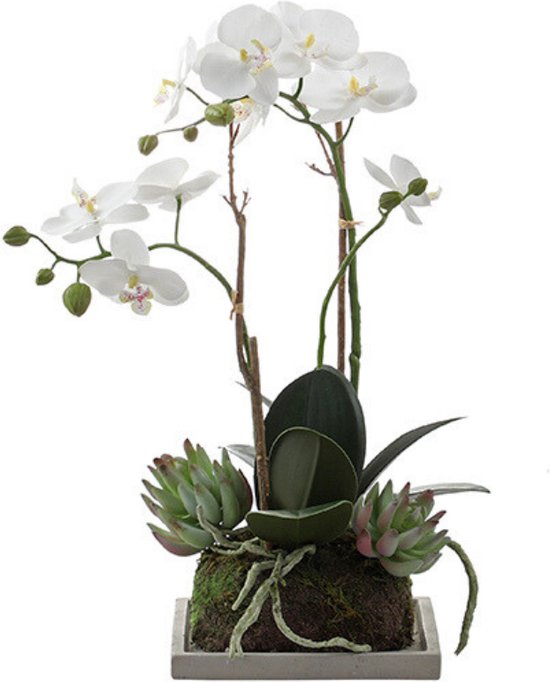 Samenstelling van orchidee en sucullente kunstmatig wit H43