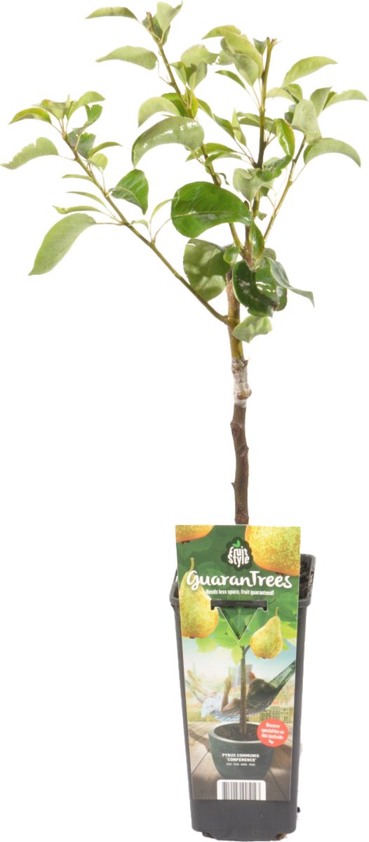 Bloomique Pyrus Communis Conference Perenboom Fruitbomen Tuinplanten Winterhard ⌀14 cm Hoogte 60-70cm