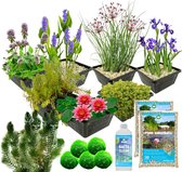 vdvelde.com - Compleet Vijverpakket - M - Rood - Voor 500 - 1.500 L - 4 groepen waterplanten - Plaatsing: -1 tot -100 cm