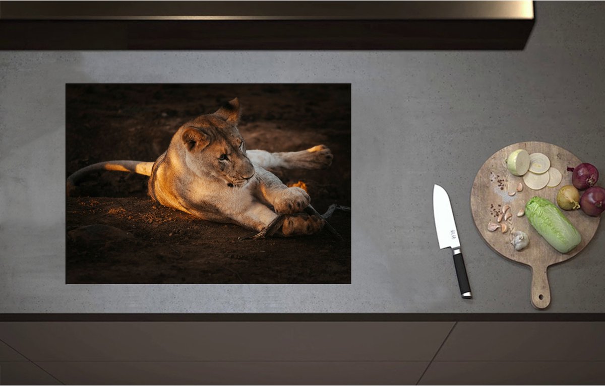 Inductieplaat Beschermer - Afrikaanse Vrouwtjes Leeuw Spelend met Stok - 71x50 cm - 2 mm Dik - Inductie Beschermer - Bescherming Inductiekookplaat - Kookplaat Beschermer van Zwart Vinyl