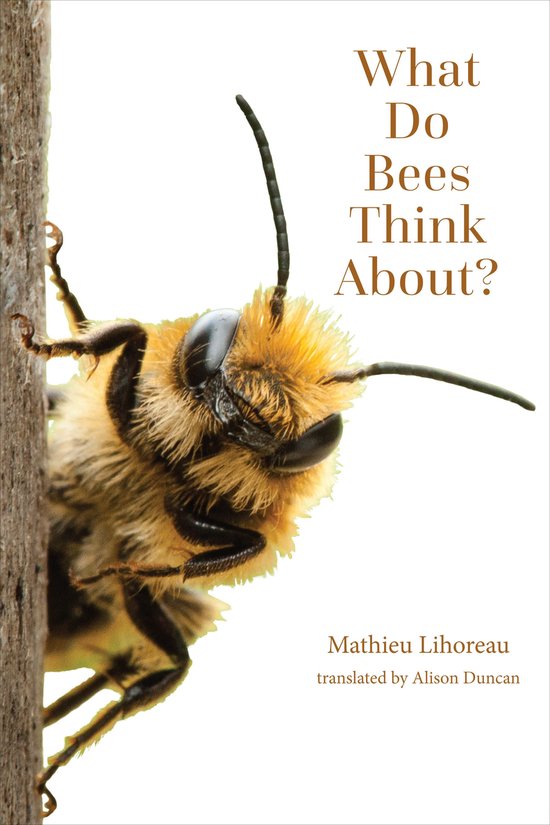 Animal Worlds - What Do Bees Think About?