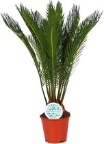 Cycas revoluta - ø14cm - 50cm