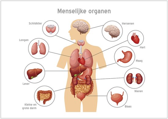 Anatomische kaart/ poster (papier) De Menselijke organen | 59 x 42 cm