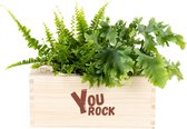 Luchtzuiverende Kamerplanten in Pot met Watergeefsysteem – You Rock – Waardering Cadeau – Trots op jou - 2 Stuks - Duurzaam Bedankje - Flowerbox