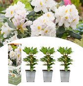 NatureNest - Sierheester - Rhododendron 'Cunningham's White' - 3 Stuks - 25 - 38 cm