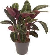 Goed & Groen - Calathea Warscewiczii - ↨ 80cm - Potmaat 27 - Exclusieve Kwaliteit Planten - Kamer Plant - Kamerplanten - Sfeer - Interieur