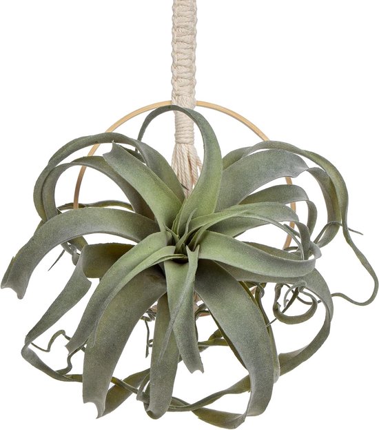 Tips voor hangplanten in huis en water geven - MAX Vandaag Tips voor hangplanten in huis en water geven - MAX Vandaag