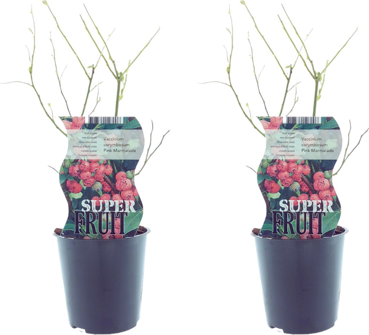 Plantenboetiek.nl Vaccinium Pink Marmelade (Roze bosbes) 2 stuks Ø12cm 30cm hoog Tuinplant Multideal